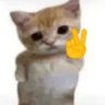 catpeace