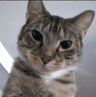 MadCat