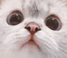 Nana_Want