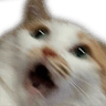 cat_scared