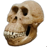 ape_skull