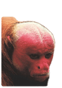 outputonlinepngtools