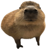 gort