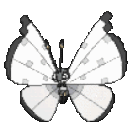 014White_Butterfly