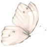 tbutterfly