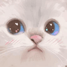 AA_Cat_Stare