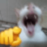 catlaugh
