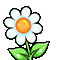 Flower_WhiteBee