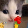 catpropose