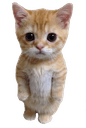 catstanding