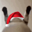 christmas_catshake
