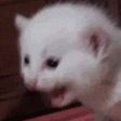 RiffScreaming