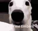 27929shivermytimbers