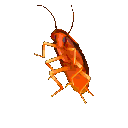 cockroachrainbows
