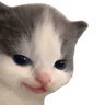 cat_hehe_evil