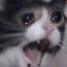 cryingcat