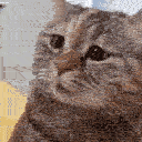 mau