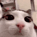 blinkCat
