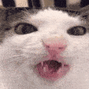 catcrunch