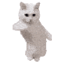 catdancenew
