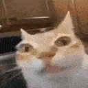 caterm