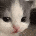 cathehehehe