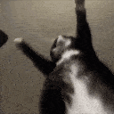 catjigglin