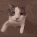 catkiss2