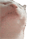 catrave5