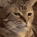 catstare