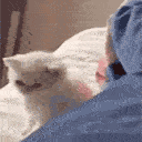 CatIwillBeatYoAss