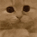 catplease