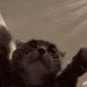 catClap