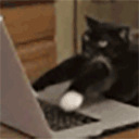 cattype