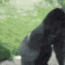 gorillaSpin