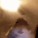 hamsterlol