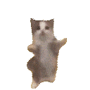 happycat