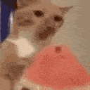 Melon