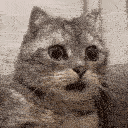 wtfCat