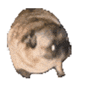 pugDance