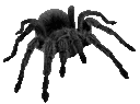 3spider1