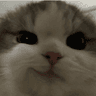 winkcat