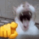 hahacat