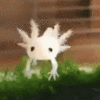 BabyAxolotl