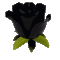 black_rose