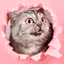 thiscat