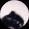 pedroraccoon