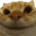 Sisi