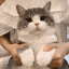 AUB_kittycat