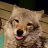 Wolfie